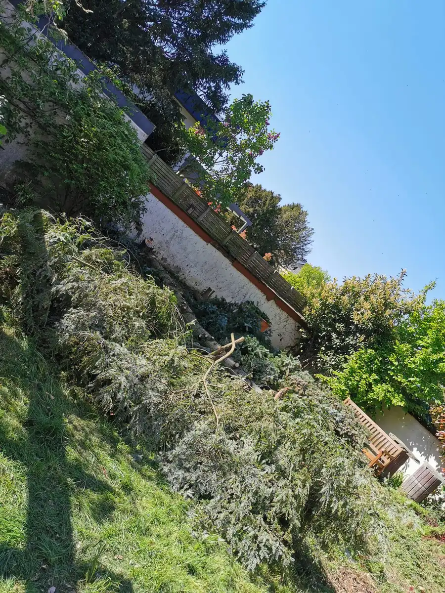 Gefällter Baum und Grünschnitt im Garten vor dem Abtransport